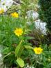 H:Lillafüred>Forellenhof>Blume4 H:Lillafüred>Forellenhof>Blume4