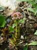 H:Lillafüred>Forellenhof>Blume7 H:Lillafüred>Forellenhof>Blume7
