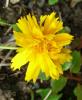 H:Lillafüred>Forellenhof>Blume5 H:Lillafüred>Forellenhof>Blume5
