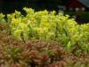H:Lillafüred>Forellenhof>Blume12 H:Lillafüred>Forellenhof>Blume12