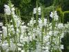 H:Lillafüred>Forellenhof>Blume20 H:Lillafüred>Forellenhof>Blume20