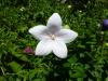 H:Lillafüred>Forellenhof>Blume21 H:Lillafüred>Forellenhof>Blume21