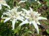 H:Lillafüred>Forellenhof>Edelweiß2 H:Lillafüred>Forellenhof>Edelweiß2