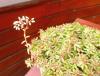H:Lillafüred>Forellenhof>Blume13 H:Lillafüred>Forellenhof>Blume13