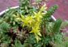 H:Lillafüred>Forellenhof>Blume15 H:Lillafüred>Forellenhof>Blume15