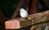 H:Lillafüred>Forellenhof2015>Vogel1 H:Lillafüred>Forellenhof2015>Vogel1