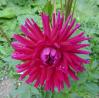 H:Lillafüred>Forellenhof2015>Dahlie5 H:Lillafüred>Forellenhof2015>Dahlie5