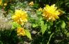H:Lillafüred>Forellenhof>Flora2 H:Lillafüred>Forellenhof>Flora2