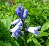 H:Lillafüred>Forellenhof>Flora5 H:Lillafüred>Forellenhof>Flora5