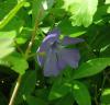 H:Lillafüred>Forellenhof>Flora16 H:Lillafüred>Forellenhof>Flora16