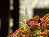 H:Lillafüred>Forellenhof>Blumentopf>Blüte H:Lillafüred>Forellenhof>Blumentopf>Blüte