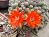 H:Lillafüred>Forellenhof>Blume16 H:Lillafüred>Forellenhof>Blume16