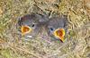 H:Lillafüred>Forellenhof>Vogelkinder H:Lillafüred>Forellenhof>Vogelkinder