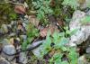 H:Lillafüred>Forellenhof>Wasserschlange H:Lillafüred>Forellenhof>Wasserschlange