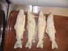 H:Lillafüred>Forellenhof>Forellen paniert H:Lillafüred>Forellenhof>Forellen paniert