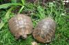Schildkröten ( Korcula) 2