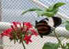 Botanischer Garten > Tropische Schmetterlinge 4