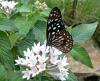 Botanischer Garten > Tropische Schmetterlinge 5