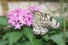 Botanischer Garten > Tropische Schmetterlinge 7