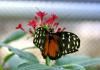 Botanischer Garten > Tropische Schmetterlinge 8
