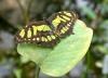 Botanischer Garten > Tropische Schmetterlinge 5