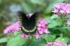 Botanischer Garten > Tropische Schmetterlinge 4 Botanischer Garten > Tropische Schmetterlinge 4