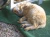 Katze 4 Katze 4