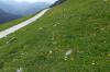 20a Ackernalm 020 (2)800 20a Ackernalm 020 (2)800