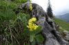 25 Ackernalm 011.800 JPG 25 Ackernalm 011.800 JPG