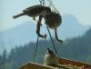 2Vogelhäuschen 004 800 2Vogelhäuschen 004 800
