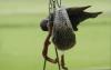 7 Vogelhäuschen 023 800 7 Vogelhäuschen 023 800