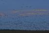 Gänse und Kraniche am Himmel Gänse und Kraniche am Himmel