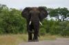 Elefant_01 Elefant_01