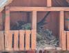 Amsel 11 Amsel 11