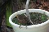 Amsel 12 Amsel 12