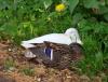 waldis Enten001 waldis Enten001