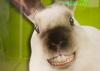 OSTERHASE OSTERHASE