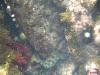 'Istrien > Krake im Felsversteck 'Istrien > Krake im Felsversteck