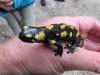 Feuersalamander Feuersalamander