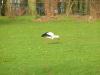 Storch in Apeldoorn Storch in Apeldoorn