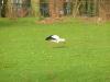 Storch in Apeldoorn