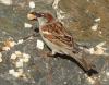 Spatz beim Frühstücken Spatz beim Frühstücken