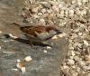 Spatz beim Mittagessen Spatz beim Mittagessen