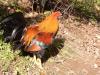 VÖGEL > Hahn - Rasse: Italiener VÖGEL > Hahn - Rasse: Italiener