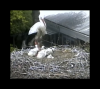Storch beim Hausputz2_2015.05.15_12h22m08s_002_ Storch beim Hausputz2_2015.05.15_12h22m08s_002_