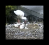 Storch beim Hausputz1_2015.05.15_12h22m27s_003_ Storch beim Hausputz1_2015.05.15_12h22m27s_003_