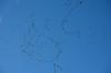 Kraniche Herbst 2014 DSC_8147 Kraniche Herbst 2014 DSC_8147
