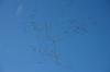 Kraniche Herbst 2014 DSC_8148 Kraniche Herbst 2014 DSC_8148