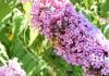 DSCN6554 DSCN6554