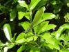 Gebänderte Prachtlibelle (Calopteryx splendens), Weibchen (2) Gebänderte Prachtlibelle (Calopteryx splendens), Weibchen (2)